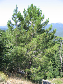 Pin Laricio De Corse, Pinus Nigra Subsp. Laricio Var Corsicana ...